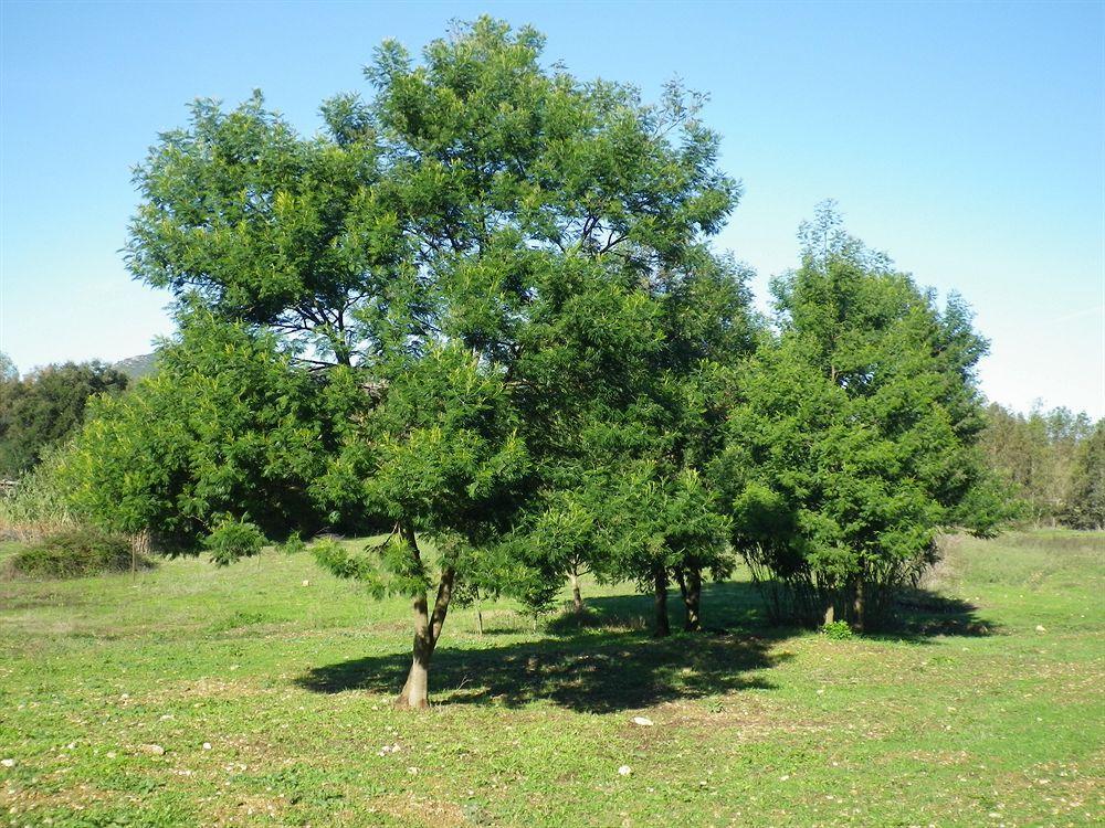 Agriturismo Sa Murta Sennariolo Exterior foto